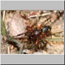 Steatoda phalerata - Kugelspinne 04.jpg